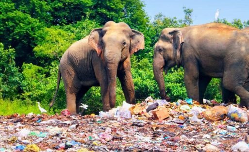 the-united-states-to-support-sri-lanka-in-effectively-managing-the-plastic-waste-problem-of-the-nation-1934